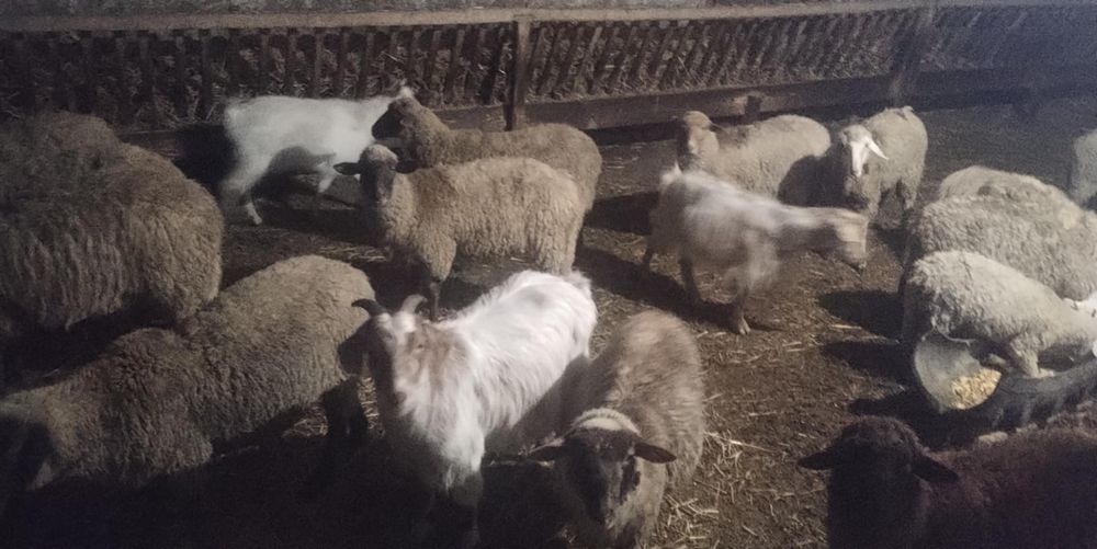 Vând carlani pentru pastrama