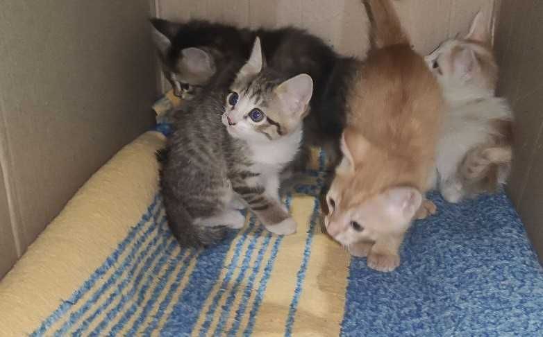 Милые котята даром в хорошие руки.