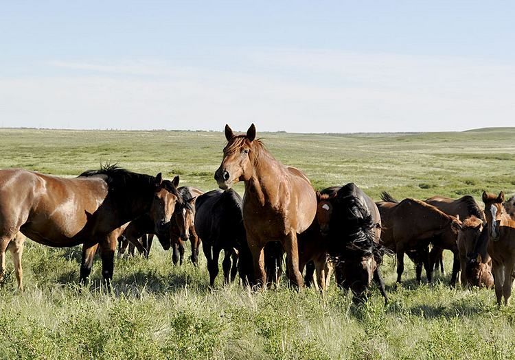 ЖЫЛҚЫ сатылады - Продаются ЛОШАДИ