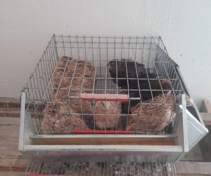Prepelițe tinere