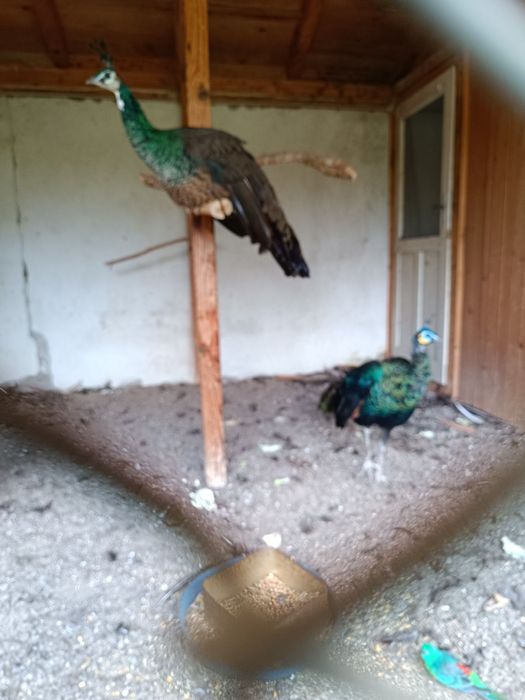 Зелени пауни 3 бр.