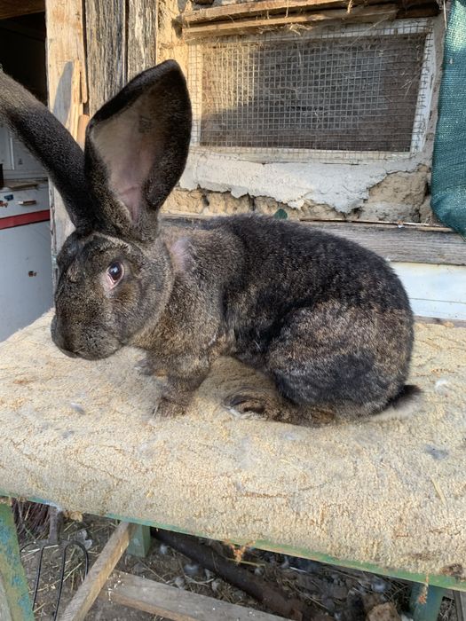 Urias german gri fier