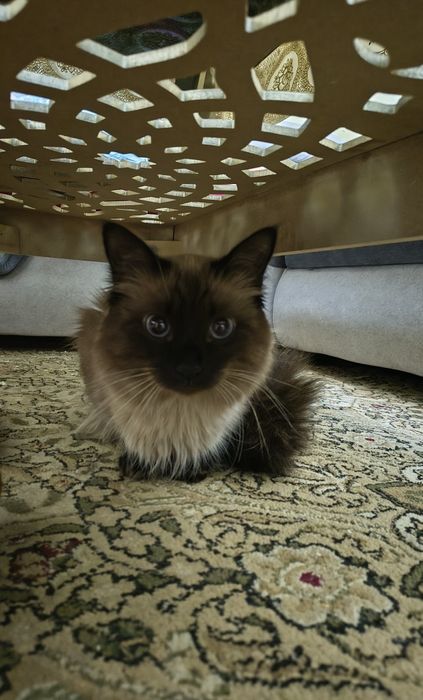 Домашний сиамские кот 1.5 годик