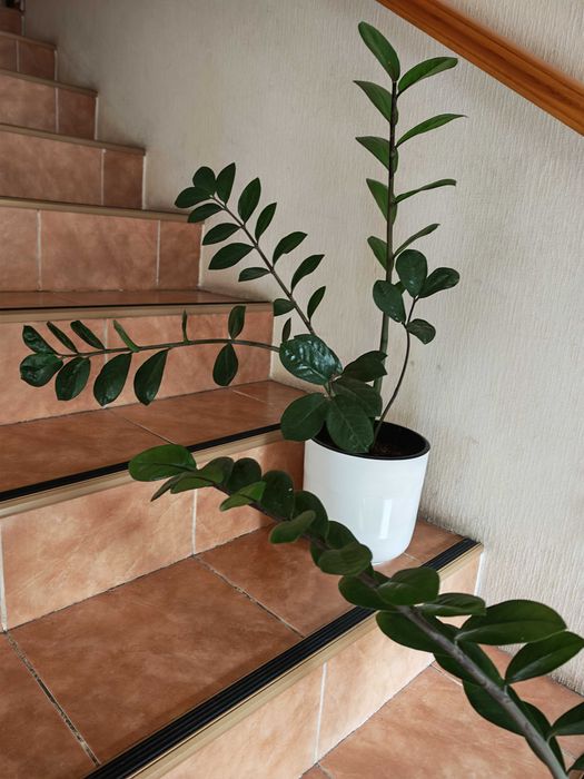 Продам денежное дерево