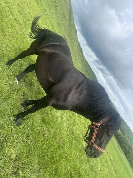 Iepe de vanzare cluj