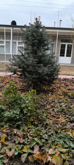 Голубой ель арчалари сотилади