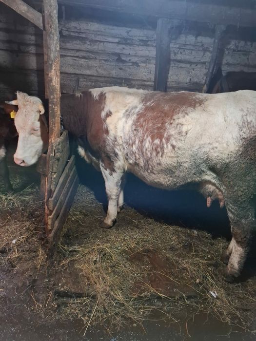 vaca de vanzare la prima fatare