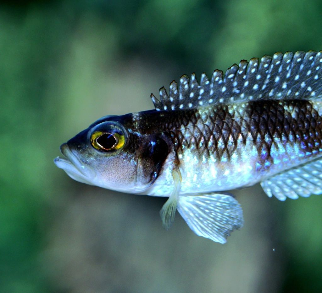 Speciosus black Ocellatus