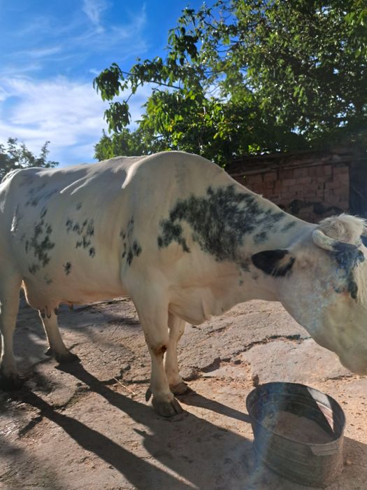 Vaca Bleu Belge.