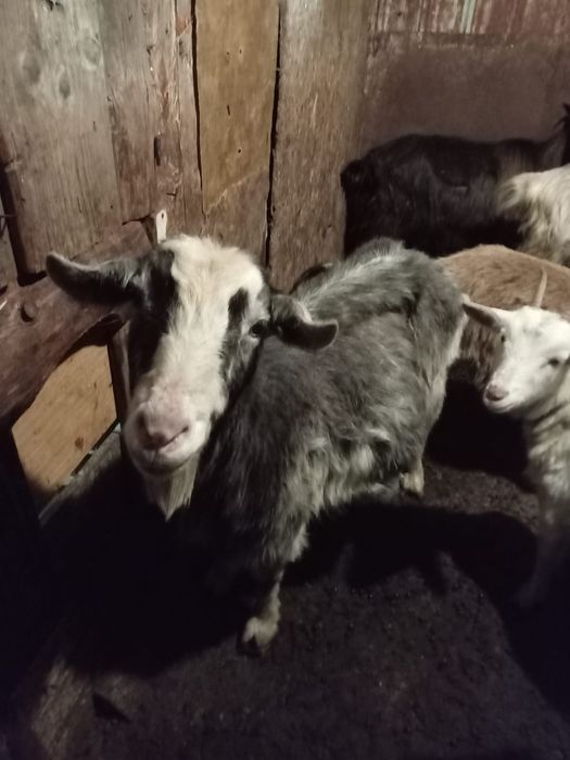 Vand capre bune de lapte a fata