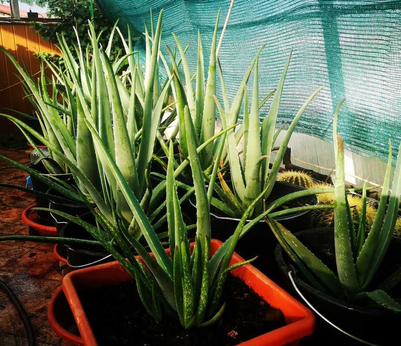 Vand Aloe vera (Aloe barbadensis Miller) 2,5 - 3 ani