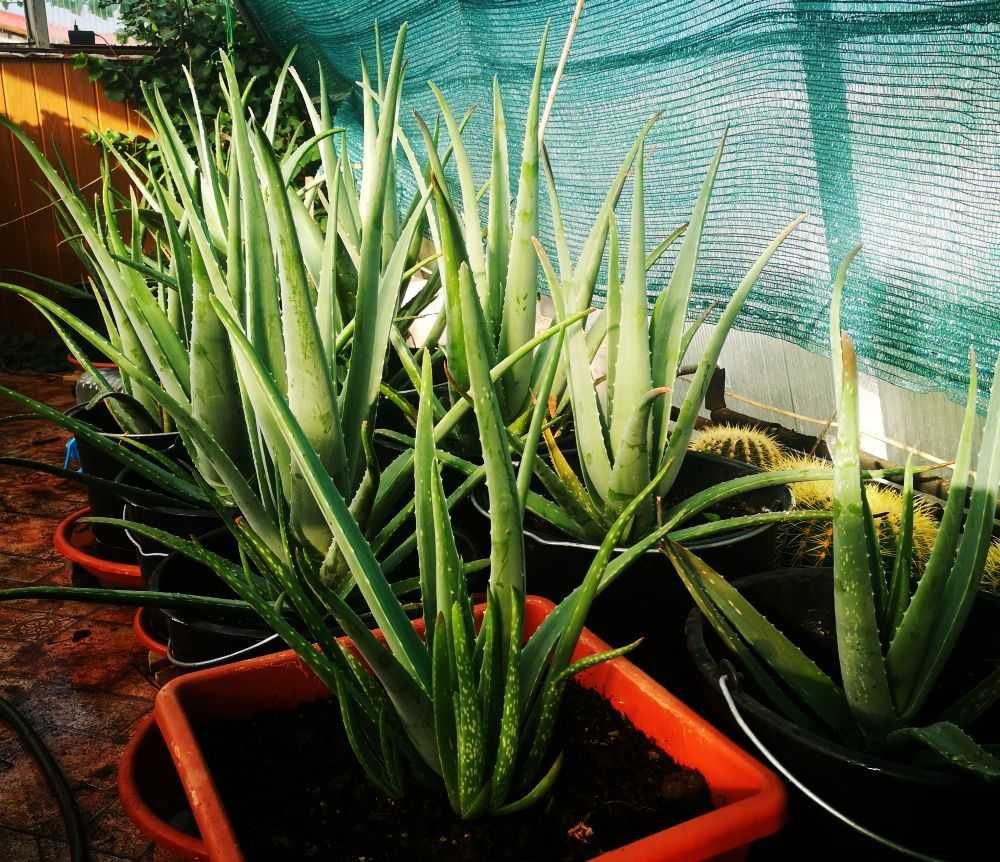 Vand Aloe vera (Aloe barbadensis Miller) peste 3 ani