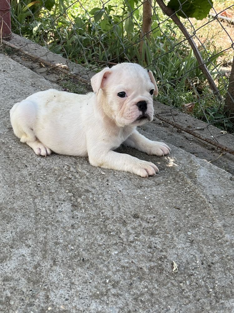 Bulldog francez pui