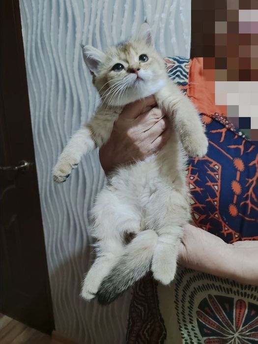 Продаётся шиншилла