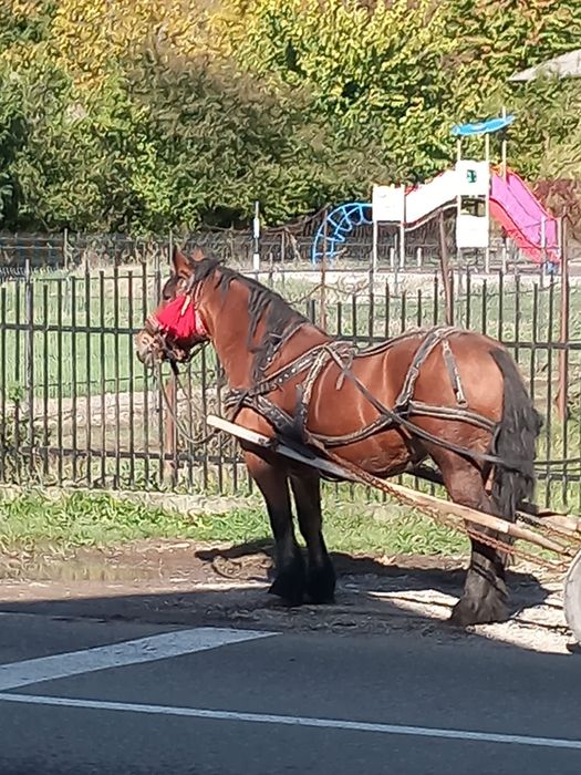 Vind iapa semigrea de 9 ani
