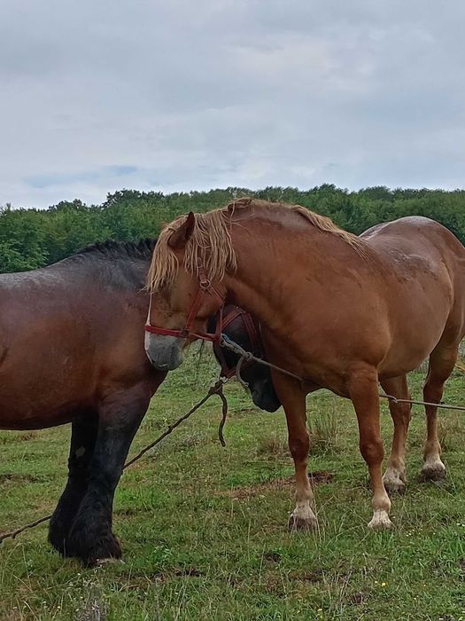 Iapă  de vânzare  de 5 ani blanda
