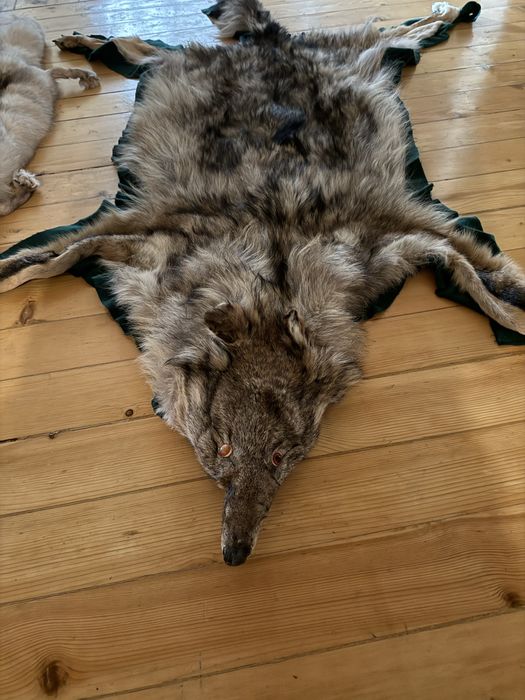 Кожа от Вълк и шал , яка от лисица