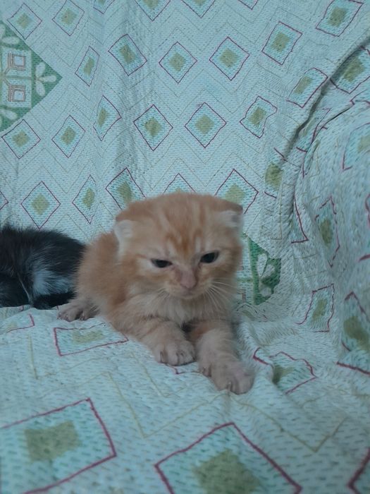 Милые, добрые котята