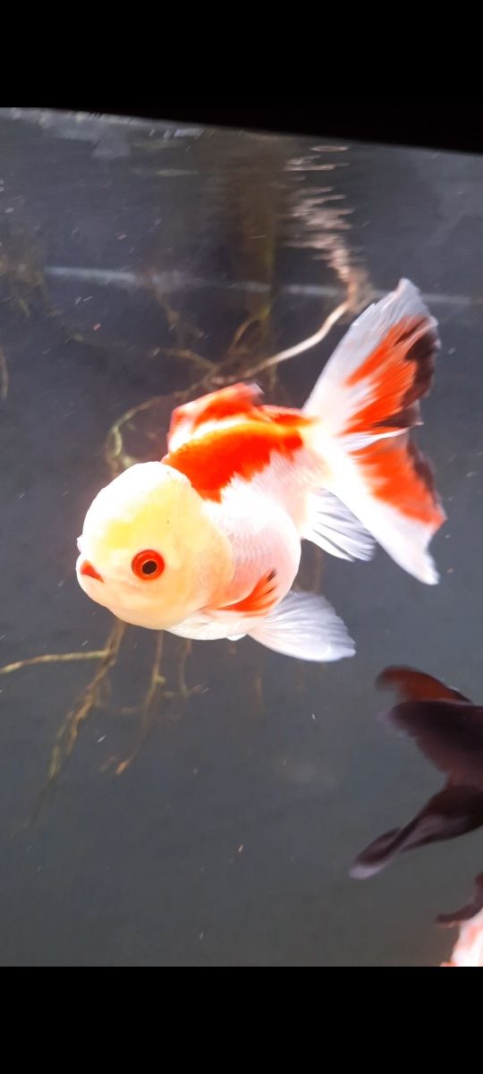 Caras voalat Oranda