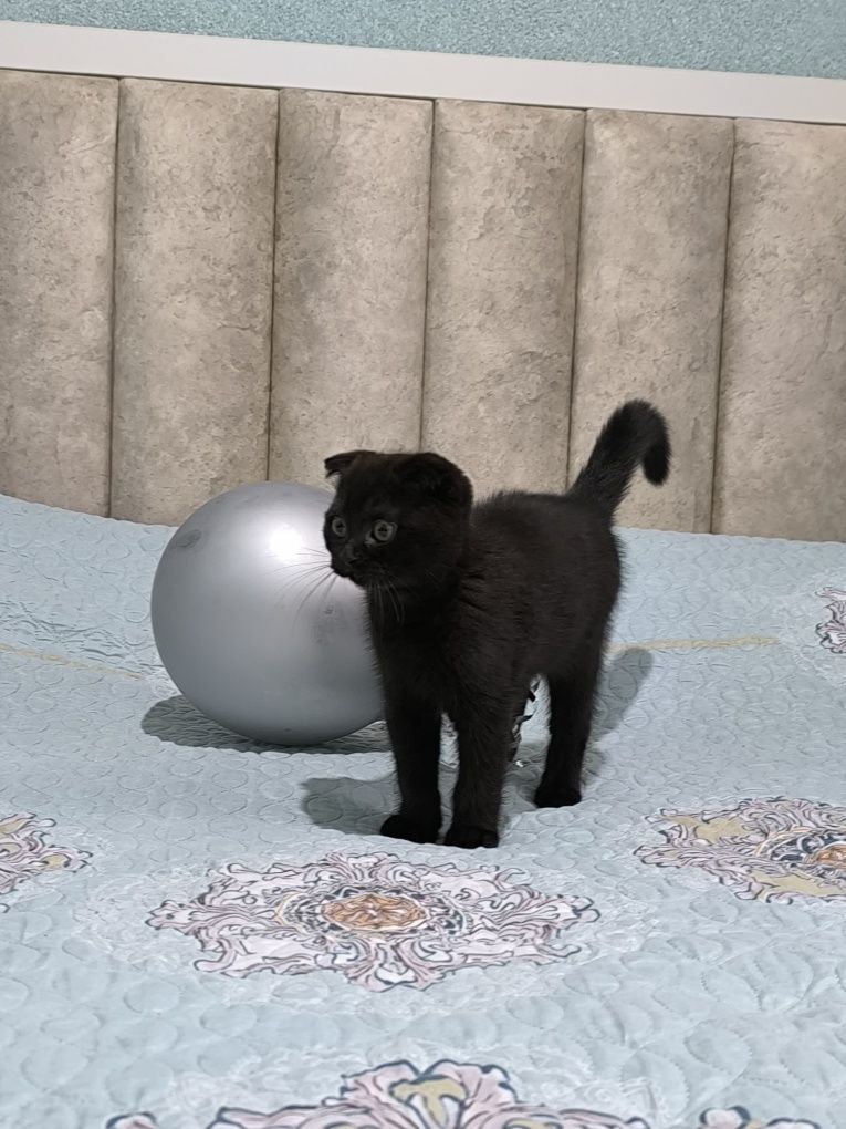 Срочно продётся плюшевый котенок Фолд черно-шоколадного окраса