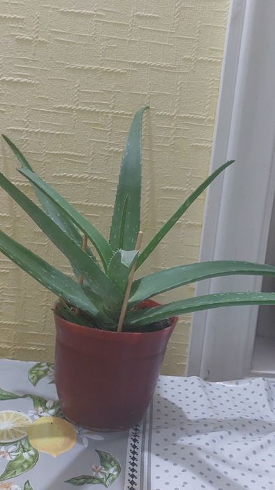 Комнатное растение Алоэ Вера