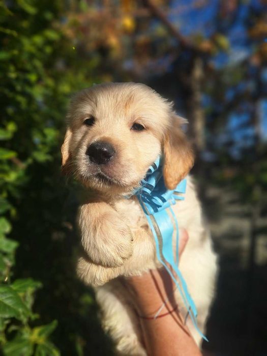 Голдън ретривър кученца