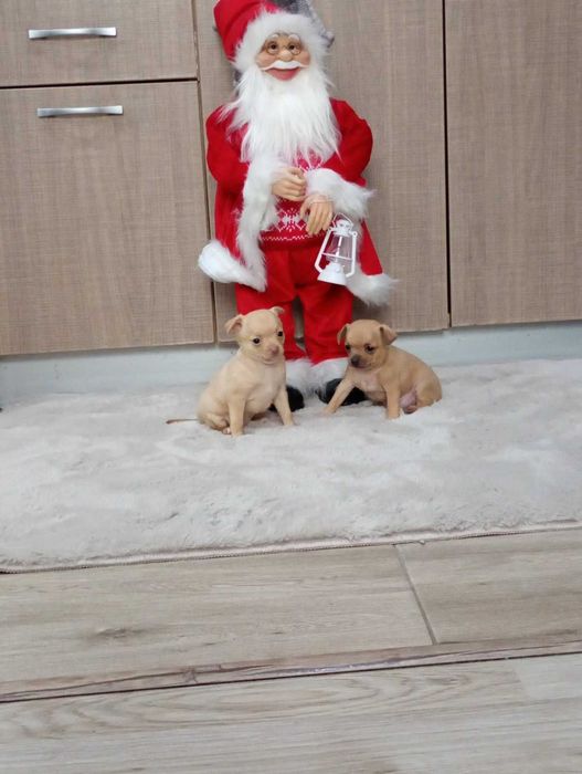 Продавам женски кученца, порода чихупинчер