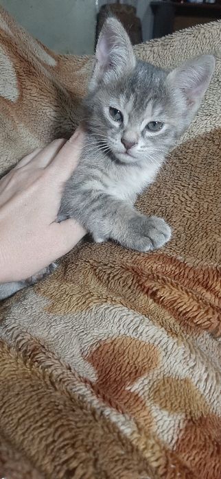 Котята в заботливые руки