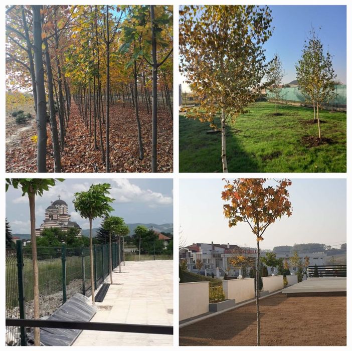 Plante ornamentale gazon rulou oriunde in tara la pret minim