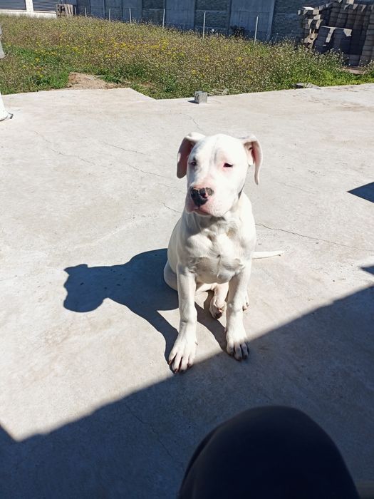 Dog argentinian femelă