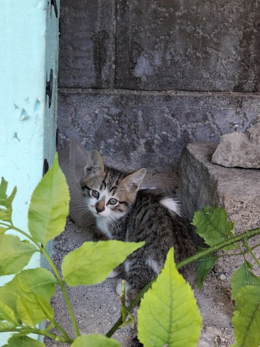 Мъжко котенце на 5 месеца