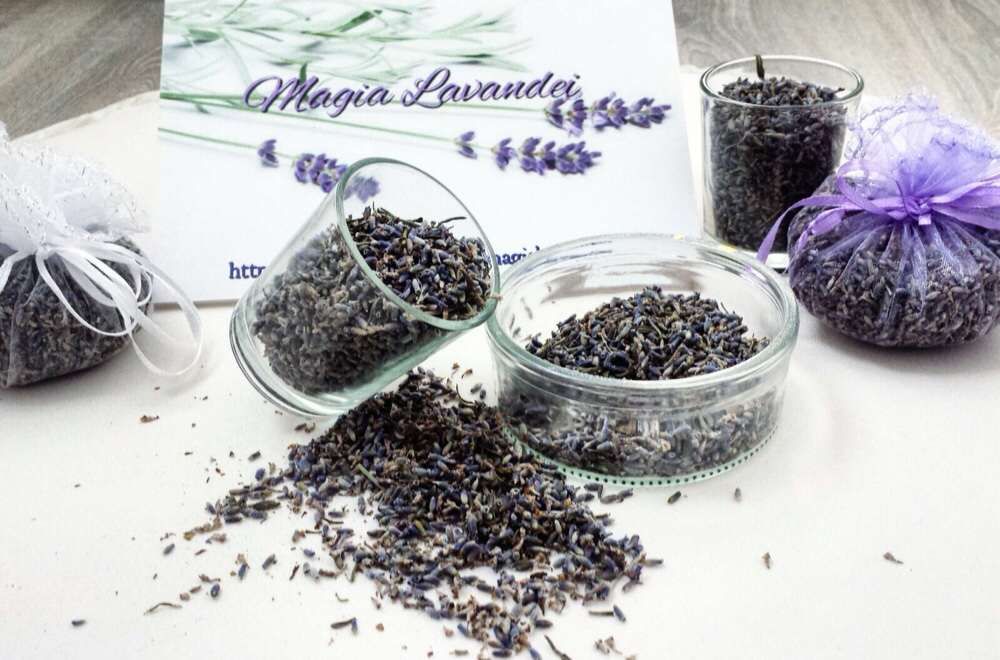 Saculeti lavanda