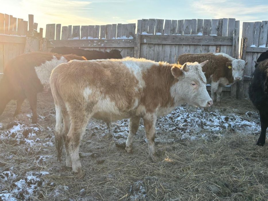 Продается 10 голов бычки