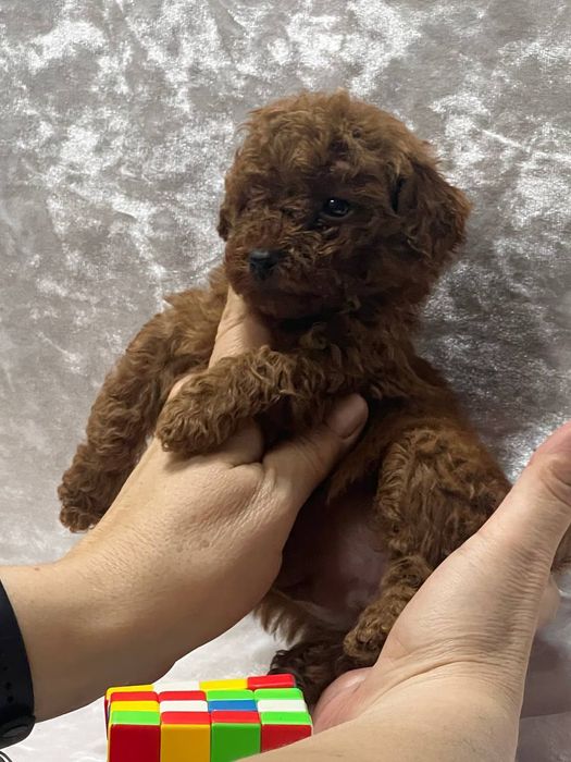 Той пудель.мальчик