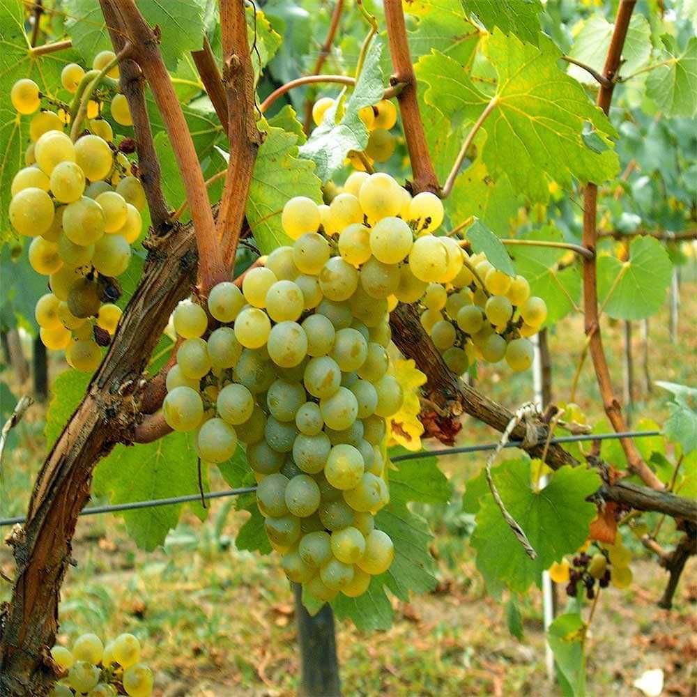 Продажба на грозде -
Реколта 2025