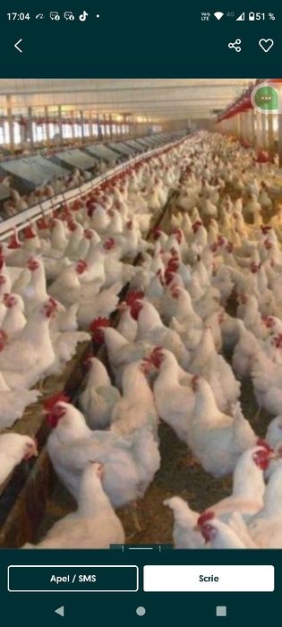 Găini mari albe de carne