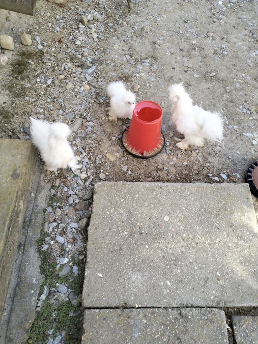 Vând pereche de mătase japoneză