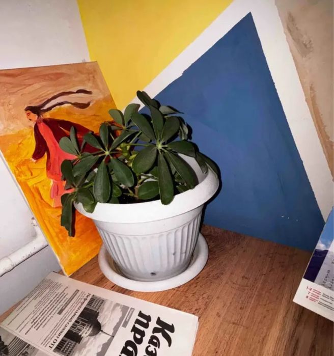 Комнатное растение