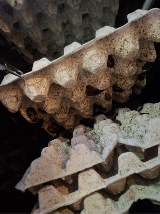 Хлебарки Дубиа — Blaptica Dubia