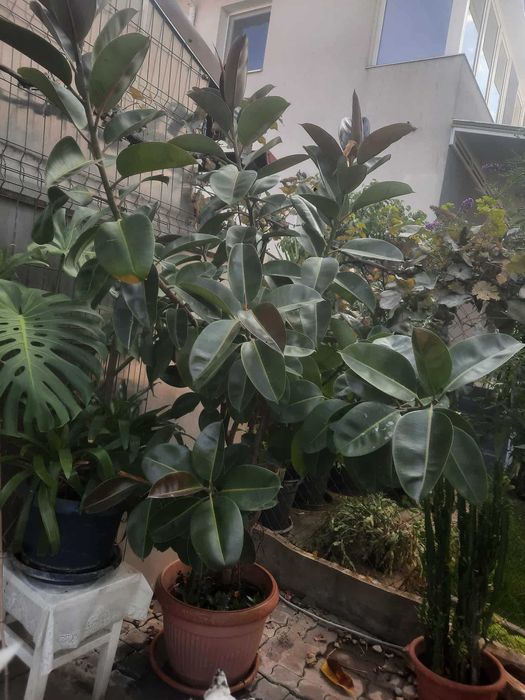 Vând Ficus Elastica Robusta - Timișoara