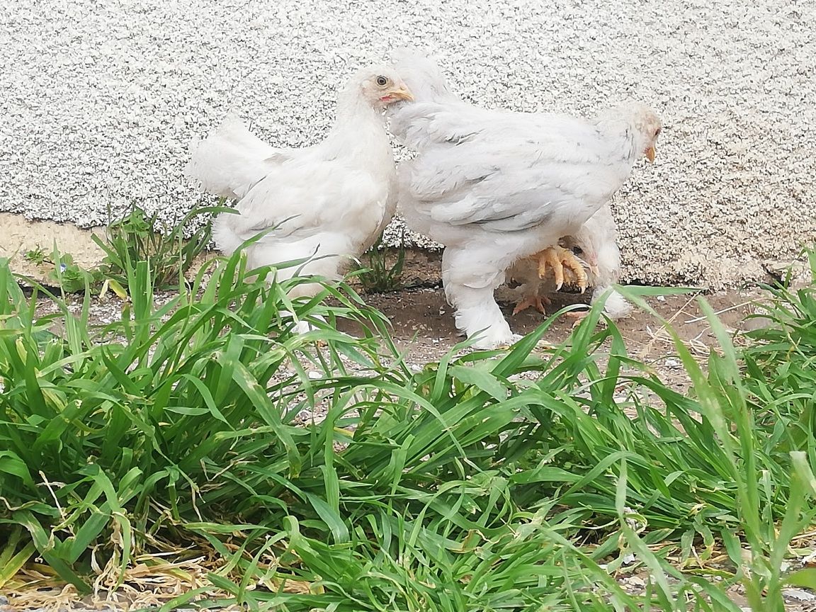 Familie pui brahma isabel pitic, linie germană