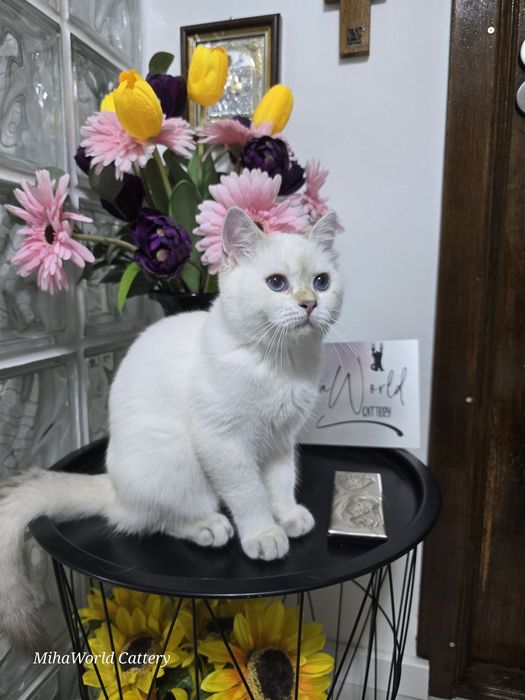 British shorhair, băiețel, pedigree