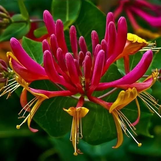 Lonicera mana Maici Domnului