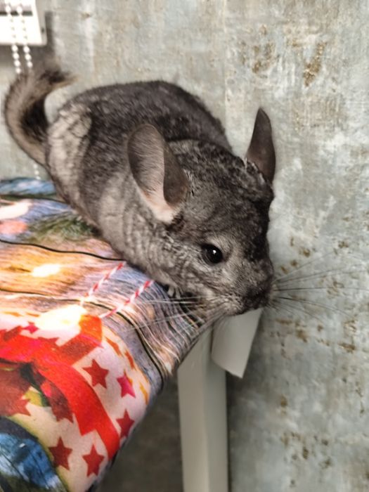 Chinchila șinșila tinere