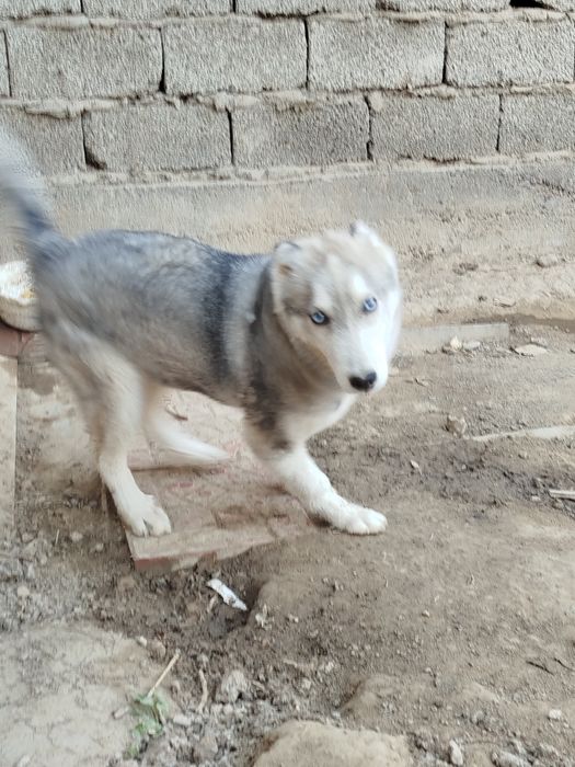 Собака.Сибирский лайка