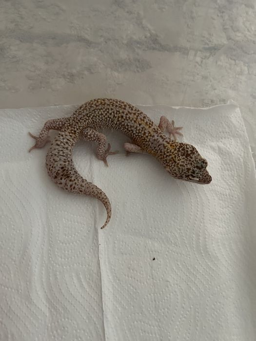 Самец Эублефар Tremper Albino Enigma Eclipse poss WY