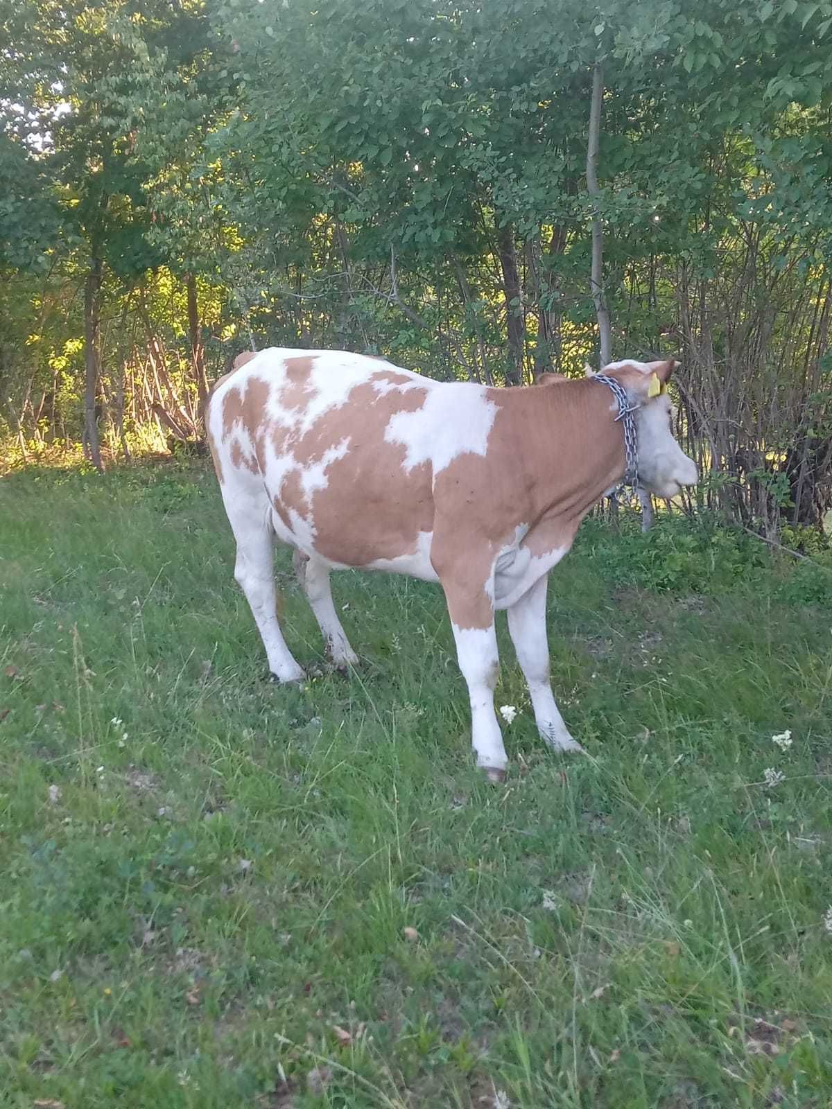 Vaci de vanzare gestante  si cu lapte