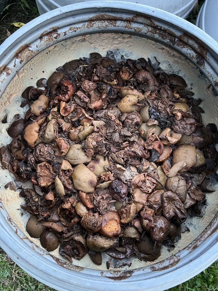 Struguri nestorsi, prune, piersici, pere