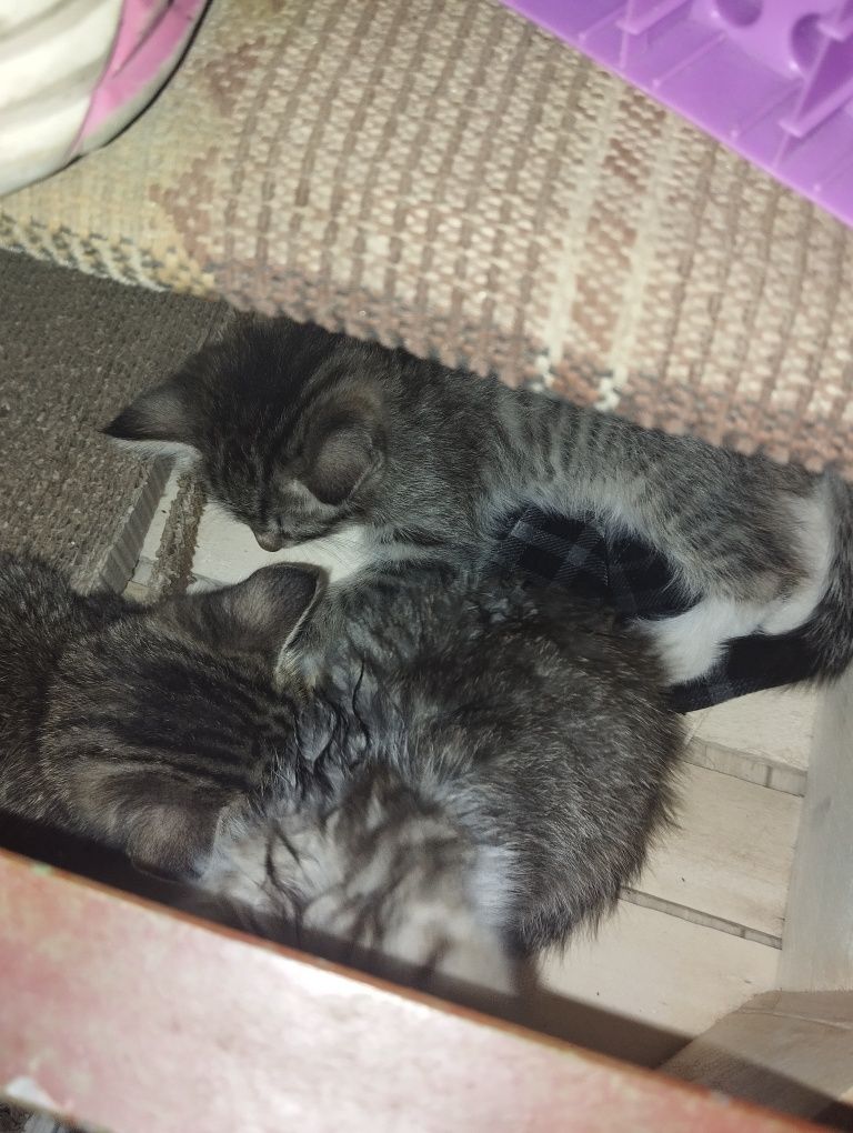 Котята  в добрые руки. Бесплатно