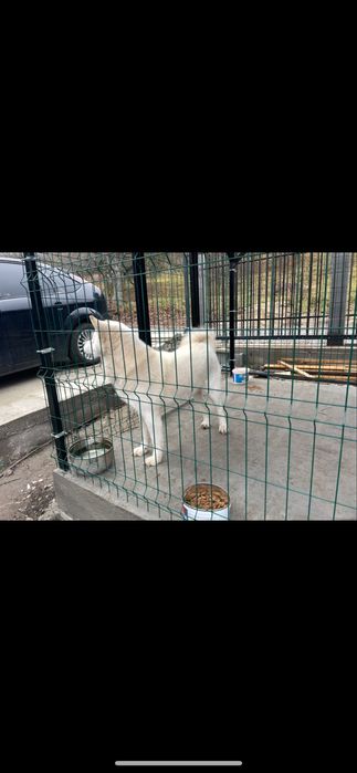 Pui akita inu japonez